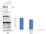 KMT2C Antibody in Western Blot (WB)