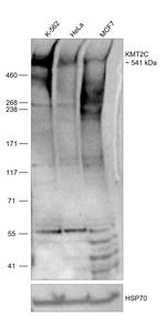 KMT2C Antibody in Western Blot (WB)