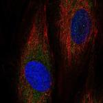 ASNSD1 Antibody in Immunocytochemistry (ICC/IF)