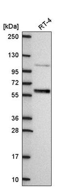 IRF6 Antibody in Western Blot (WB)