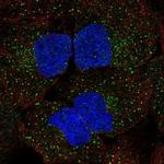 WNK3 Antibody in Immunocytochemistry (ICC/IF)