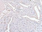 PRL1 Antibody in Immunohistochemistry (Paraffin) (IHC (P))