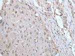 YPEL2 Antibody in Immunohistochemistry (Paraffin) (IHC (P))