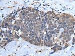 UFM1 Antibody in Immunohistochemistry (Paraffin) (IHC (P))