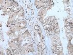 MTHFR Antibody in Immunohistochemistry (Paraffin) (IHC (P))