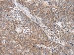 WNT9B Antibody in Immunohistochemistry (Paraffin) (IHC (P))