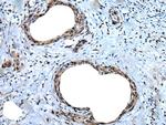 UBA52 Antibody in Immunohistochemistry (Paraffin) (IHC (P))