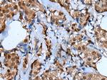 UNCX Antibody in Immunohistochemistry (Paraffin) (IHC (P))