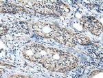 WDFY2 Antibody in Immunohistochemistry (Paraffin) (IHC (P))