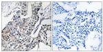 GBP4 Antibody in Immunohistochemistry (Paraffin) (IHC (P))