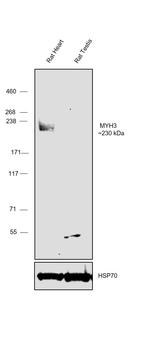 MYH3 Antibody in Western Blot (WB)