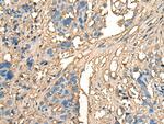 CELA1 Antibody in Immunohistochemistry (Paraffin) (IHC (P))