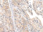 CHCHD5 Antibody in Immunohistochemistry (Paraffin) (IHC (P))