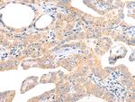 CHCHD5 Antibody in Immunohistochemistry (Paraffin) (IHC (P))