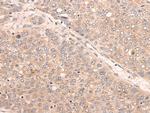 KDF1 Antibody in Immunohistochemistry (Paraffin) (IHC (P))