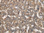 PIWIL2 Antibody in Immunohistochemistry (Paraffin) (IHC (P))