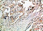 DDT Antibody in Immunohistochemistry (Paraffin) (IHC (P))