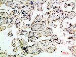 DDT Antibody in Immunohistochemistry (Paraffin) (IHC (P))