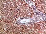 MIP-3 alpha Antibody in Immunohistochemistry (Paraffin) (IHC (P))