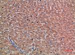 Chordin Antibody in Immunohistochemistry (Paraffin) (IHC (P))