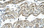 APOBEC3G Antibody in Immunohistochemistry (IHC)