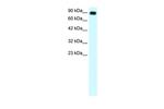 APOBEC3G Antibody in Western Blot (WB)