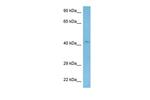 WNT2 Antibody in Western Blot (WB)