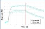 ATOH1 Antibody in Surface plasmon resonance (SPR)