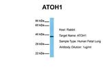 ATOH1 Antibody in Western Blot (WB)