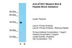 ATOH1 Antibody in Western Blot (WB)