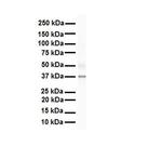 SIRT4 Antibody in Western Blot (WB)