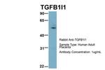 HIC5 Antibody in Western Blot (WB)