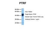 PTRF Antibody in Western Blot (WB)