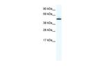 PTRF Antibody in Western Blot (WB)