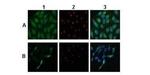 ATP6V0A1 Antibody in Immunocytochemistry (ICC/IF)