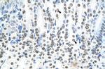 RNF6 Antibody in Immunohistochemistry (IHC)