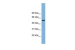 ONECUT3 Antibody in Western Blot (WB)