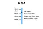 MKL1 Antibody in Western Blot (WB)