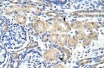 KVbeta2 (KCNAB2) Antibody in Immunohistochemistry (IHC)