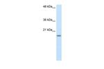 RPS14 Antibody in Western Blot (WB)