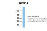 RPS14 Antibody in Western Blot (WB)