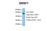 GRSF1 Antibody in Western Blot (WB)