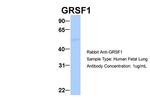 GRSF1 Antibody in Western Blot (WB)