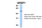 GRSF1 Antibody in Western Blot (WB)