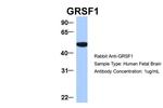 GRSF1 Antibody in Western Blot (WB)