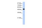 Nova-2 Antibody in Western Blot (WB)