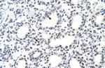 Nuclear Matrix Protein p84 Antibody in Immunohistochemistry (Paraffin) (IHC (P))