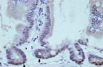 Nuclear Matrix Protein p84 Antibody in Immunohistochemistry (Paraffin) (IHC (P))