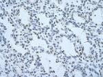 Nuclear Matrix Protein p84 Antibody in Immunohistochemistry (Paraffin) (IHC (P))