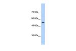 SLC13A3 Antibody in Western Blot (WB)